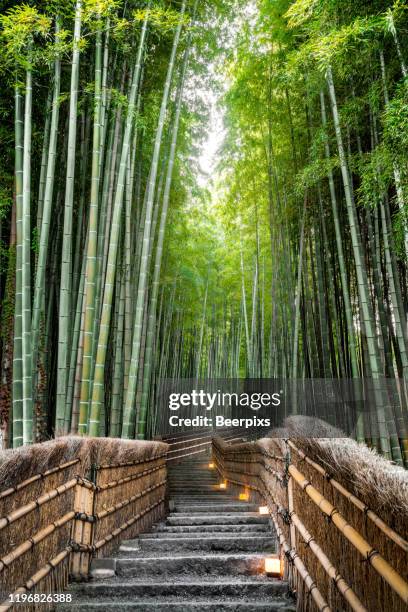 bamboo forest in kyoto, japan. - bamboo grove stock pictures, royalty-free photos & images