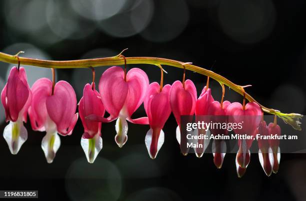 sunny line-up of bleeding hearts - bleeding heart stock pictures, royalty-free photos & images