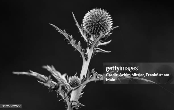 blossoms and leaves of globe thistle in black and white - globe thistle stock pictures, royalty-free photos & images