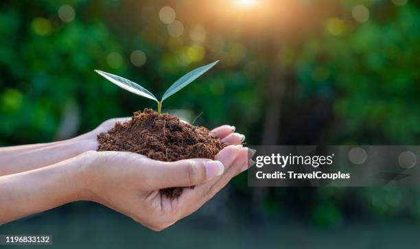 world environment day concept. earth day in the hands of trees growing seedlings. women hands holding big tree over blurred abstract beautiful green nature background - organisation environnement stockfoto's en -beelden