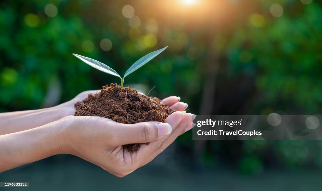 World environment day concept. Earth Day In the hands of trees growing seedlings. Women hands holding big tree over blurred abstract beautiful green nature background