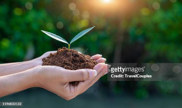 world environment day concept. earth day in the hands of trees growing seedlings. women hands holding big tree over blurred abstract beautiful green nature background - responsibility stock pictures, royalty-free photos & images