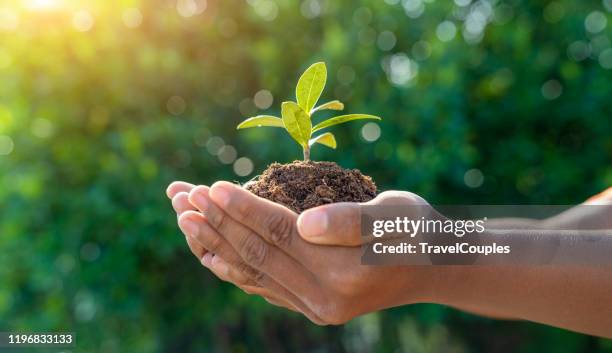 world environment day concept. earth day in the hands of trees growing seedlings. child hands holding big tree over blurred abstract beautiful green nature background - earth day stock pictures, royalty-free photos & images