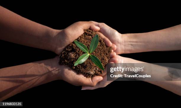 world environment day concept. earth day in the hands of trees growing seedlings. tree planting on volunteer family's hands for eco friendly and corporate social responsibility campaign concept - sapling fotografías e imágenes de stock