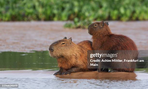 two capybaras on a sandbank - poncho fotografías e imágenes de stock