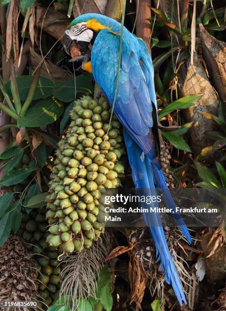 blue-and-yellow macaw enjoying the friuts of a urucuri palm - blue and yellow macaw stock pictures, royalty-free photos & images