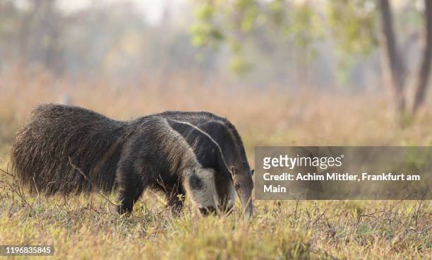 wild giant anteater searching for food - anteater stock pictures, royalty-free photos & images