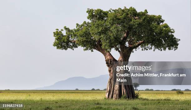 single baobab tree in savannah - baobab tree stock-fotos und bilder