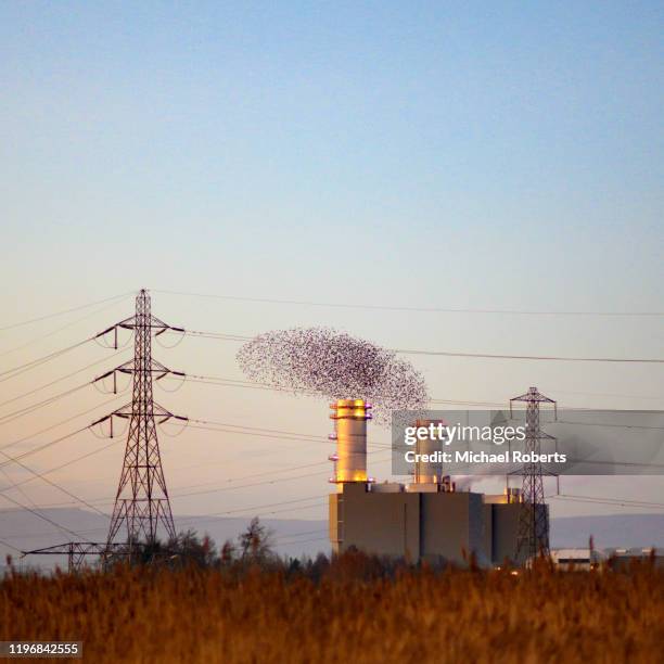 starling murmuration at the newport wetlands nature reserve resembling smoke from the chimneys of the uskmouth gas fired power station - newport verenigd koninkrijk stockfoto's en -beelden