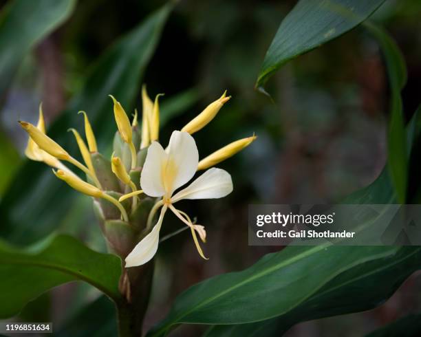 wild ginger flower - gengibre de kahili imagens e fotografias de stock