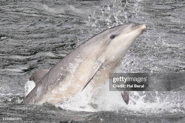 common bottle-nosed dolphin jumping close-up - doubtful sound stock-fotos und bilder
