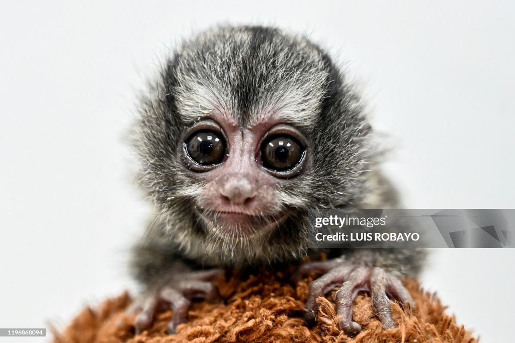 TOPSHOT-COLOMBIA-ANIMALS-FEATURE