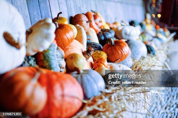 pumpkins and squashes - harvest festival stock pictures, royalty-free photos & images