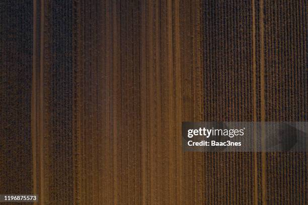 potato field seen from above - abstract line art - plowed field stock pictures, royalty-free photos & images