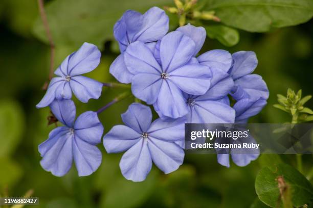 blue plumbago - plumbago stock pictures, royalty-free photos & images