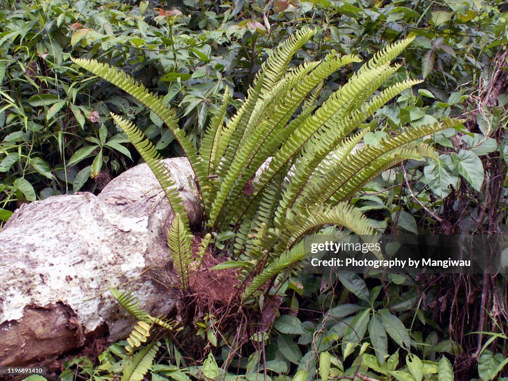 Forest Fern in Indonesia