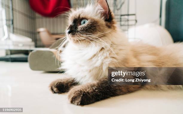 cat - longhair cat stock-fotos und bilder