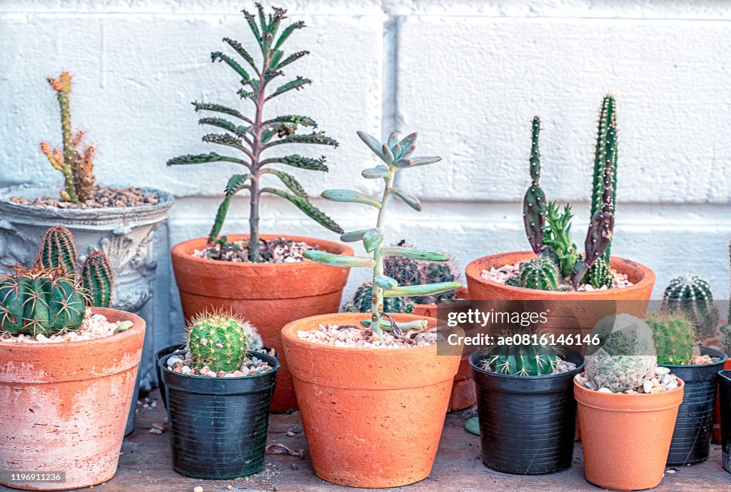 Many small cactus in different shape are growing