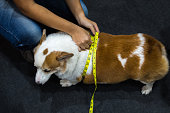 Dog Corgi overweight and fatness with tapeline