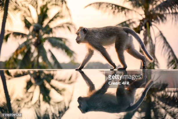 monkey walking på poolkanten - samui bildbanksfoton och bilder