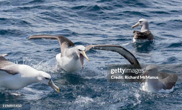 albatrosses at stewart island - albatros - fotografias e filmes do acervo