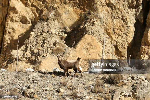 Markhor, a large Capra species native to Central Asia, Karakoram and the Himalayas, is seen around Hunza and Khunjerab Pass in Gilgit-Baltistan,...