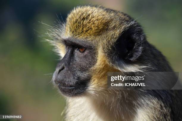 monkey portrait cabo verde - cap vert photos et images de collection