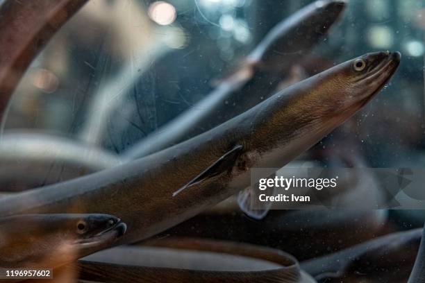 saltwater eel at fish tank - havsål bildbanksfoton och bilder