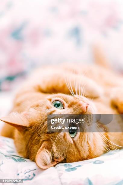 ginger cat is sleeping on the floral pattern carpet - rötliche katze stock-fotos und bilder