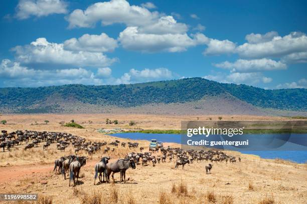 véhicules de safari entre de grands troupeaus d'animaux, cratère de ngorongoro, tanzanie - cratère volcanique photos et images de collection