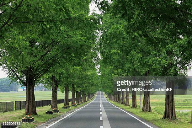 treelined road - préfecture de shiga photos et images de collection