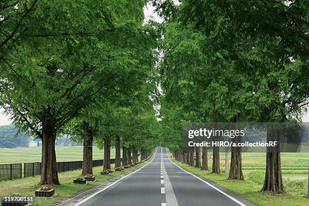 treelined road - shiga prefecture ストックフォトと画像