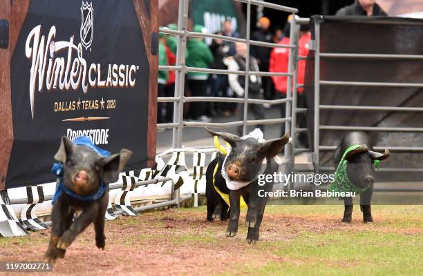 Pig Races Rodeo 860 Pig Race Stock Photos, High-Res Pictures, and Images - Getty Images