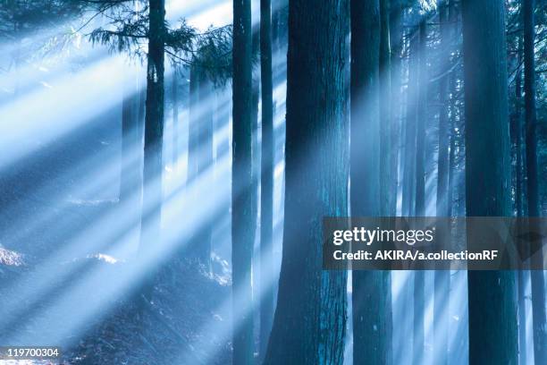 sun shining through trees - japanese cedar tree stock pictures, royalty-free photos & images