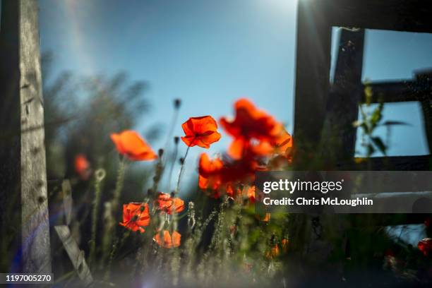 poppy flowers on an abandon german bunkers - ww2 trench stock pictures, royalty-free photos & images