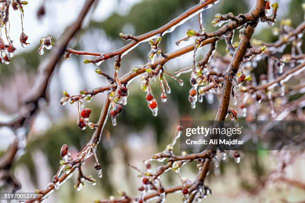 freezing rain - albero da frutto foto e immagini stock