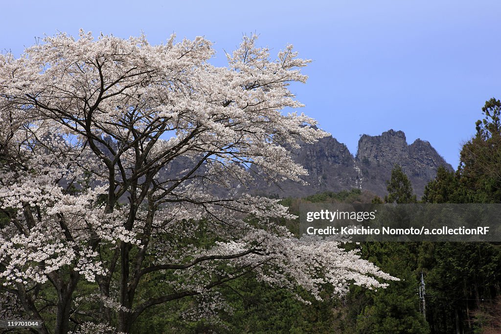 Cherry Blossom Trees and Myogi Mountain