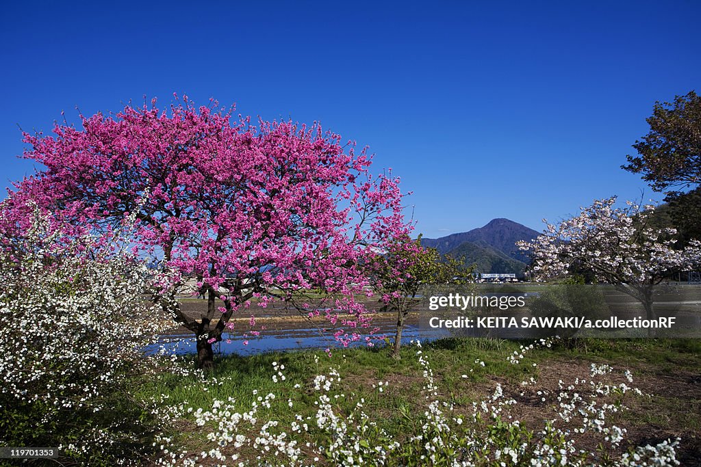 Peach Blossom Tree