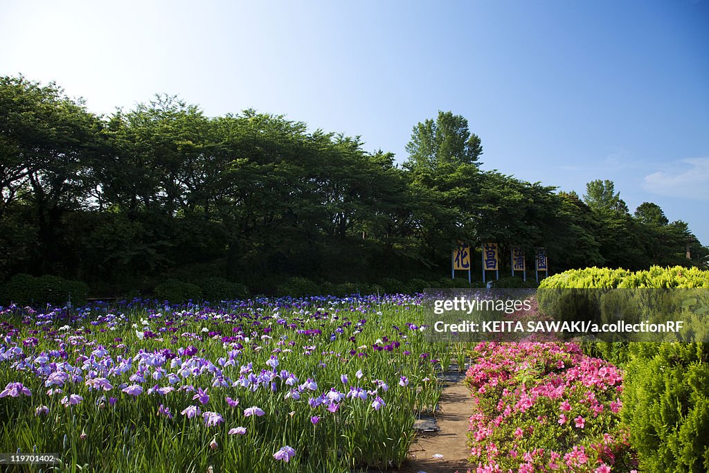 Japanese Iris and Azalea Flowers