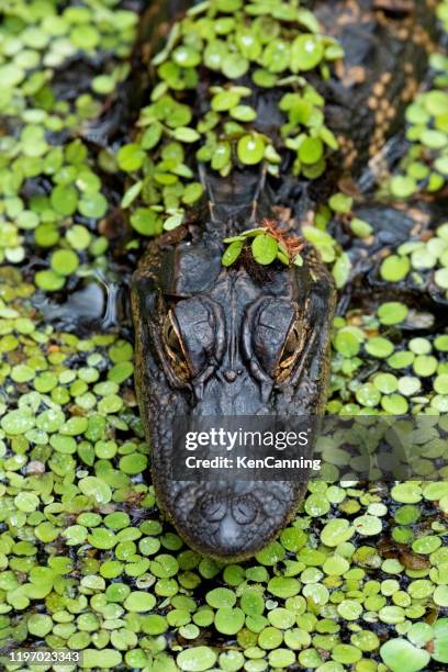 alligator close-up in duckweed - alligator swimming pool stock pictures, royalty-free photos & images