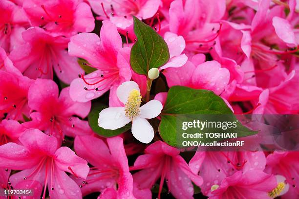 chameleon plant (houttuynia cordata) and azalea - heather chameleon stock pictures, royalty-free photos & images