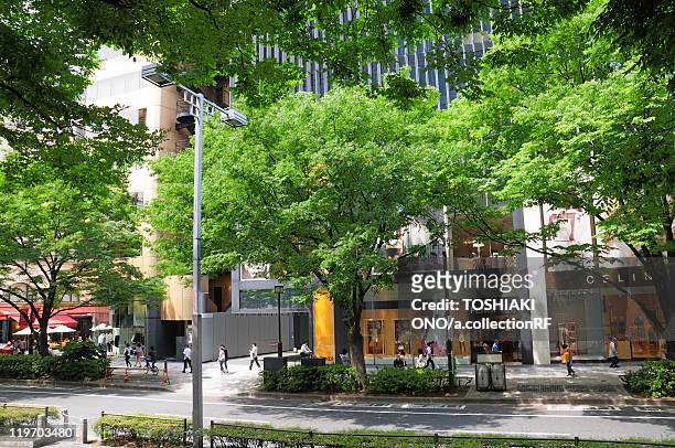 omotesando street, shibuya ward, tokyo prefecture, japan - omotesando tokio stock-fotos und bilder