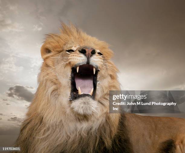 growling lion - lion roar fotografías e imágenes de stock