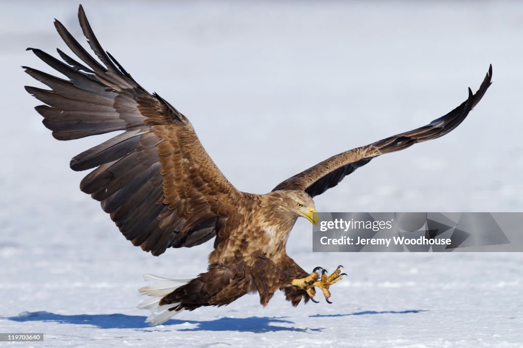 White-tailed eagle landing in snow