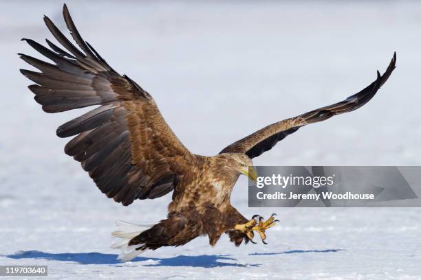 white-tailed eagle landing in snow - white tailed eagle stock pictures, royalty-free photos & images