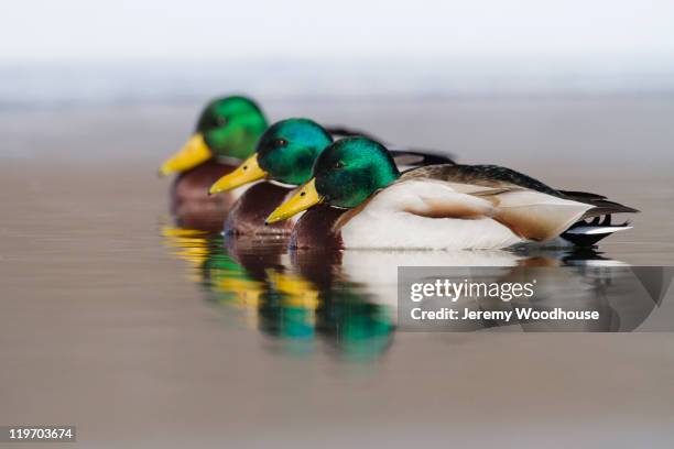 mallard ducks swimming in lake - ducks in a row concept stock pictures, royalty-free photos & images