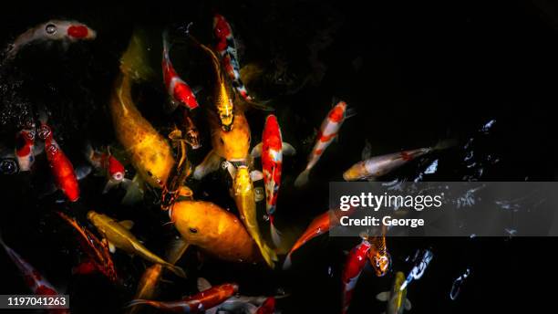 40 Burnt Ash Pond Stock Photos, HighRes Pictures, and Images Getty