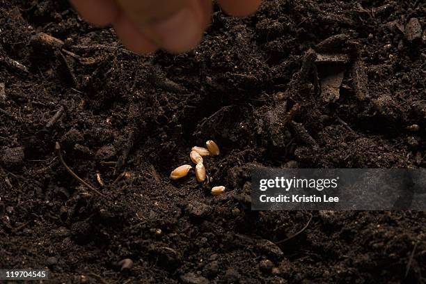 close-up of hand sowing seeds - seed stock pictures, royalty-free photos & images