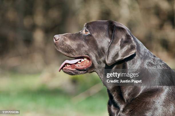 Labrador Views 1,407 Labrador Side View Stock Photos, High-Res Pictures, and Images ...