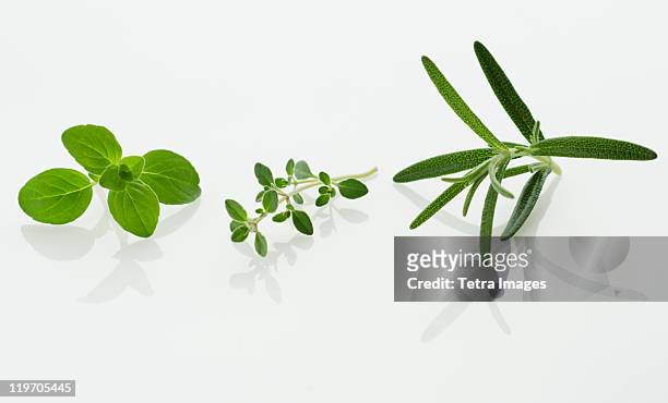 studio shot of herb seedlings - origan photos et images de collection